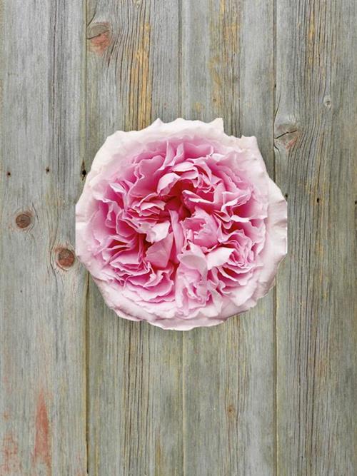 MIRANDA  DAVID AUSTIN PINK GARDEN ROSE